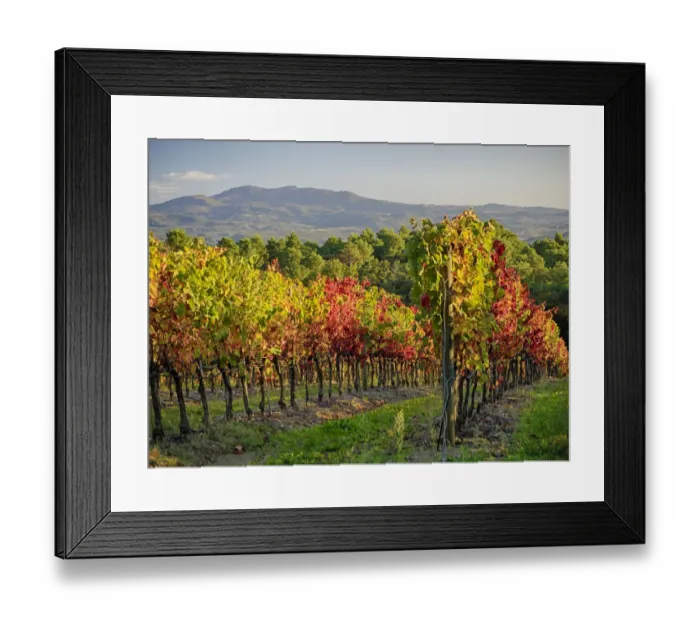 Framed Print : Autumn vineyards in Southern Tuscany