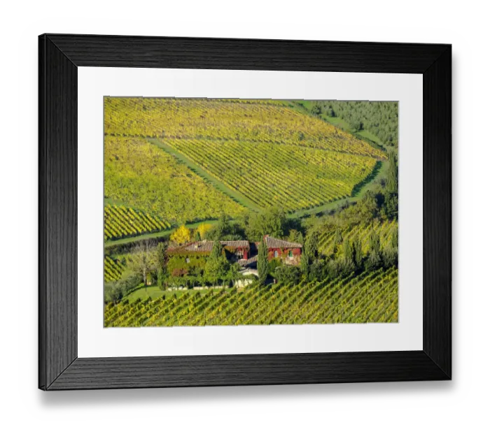 Framed Print : Italy, Tuscany. Autumn vineyards near the town of Panzano Framed Print : Italy, Tuscany. Autumn vineyards near the town of Panzano