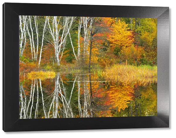 Canada, Ontario, Capreol. Trees reflected in Vermilion River in autumn. Credit as