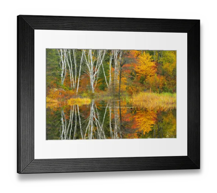 Framed Print : Canada, Ontario, Capreol. Trees reflected in Vermilion River in autumn. Credit as