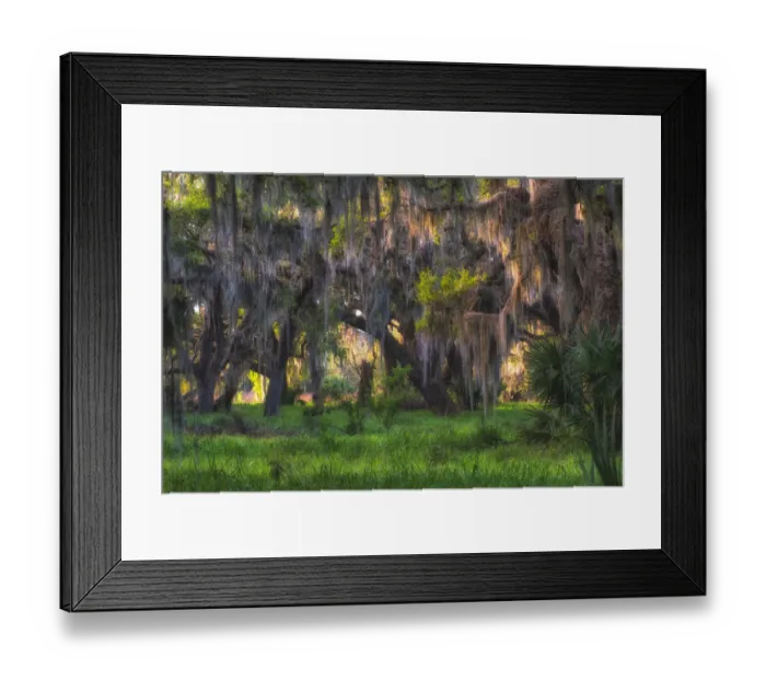 Framed Print : Large oak tree covered with hanging Spanish moss Framed Print : Large oak tree covered with hanging Spanish moss