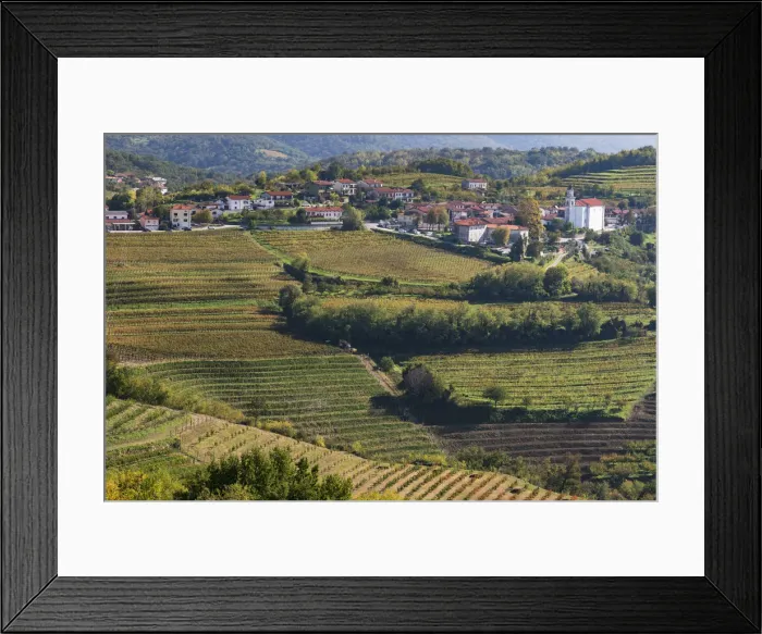 Framed Print : Slovenia, Goriska Brda region. A rich viticulture region with fields of vines surrounding Framed Print : Slovenia, Goriska Brda region. A rich viticulture region with fields of vines surrounding