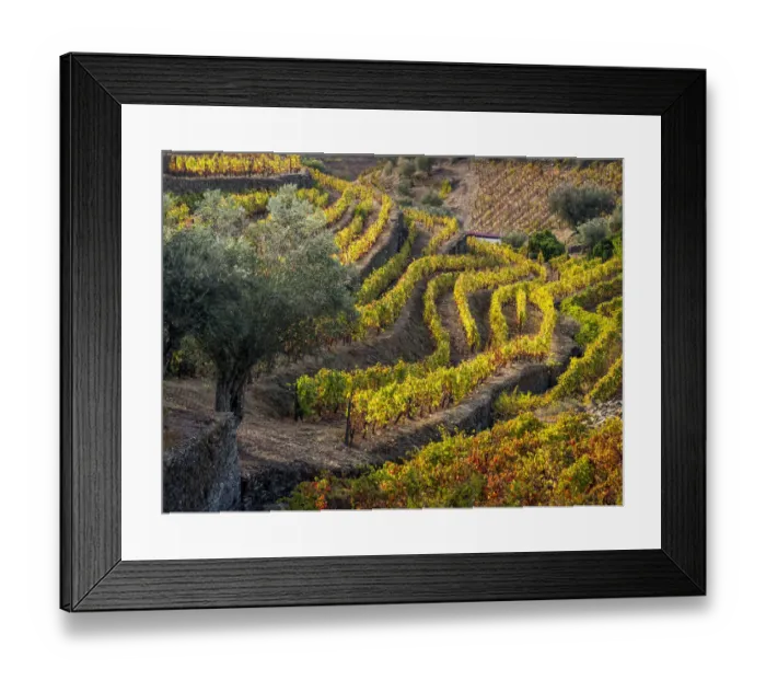 Framed Print : Europe, Portugal, Douro Valley. The vineyards in autumn on terraced hillside Framed Print : Europe, Portugal, Douro Valley. The vineyards in autumn on terraced hillside