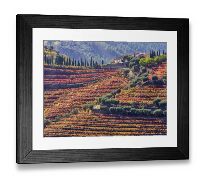 Framed Print : Portugal, Douro Valley. Vineyards in autumn, terraced on hillsides above the Douro River Framed Print : Portugal, Douro Valley. Vineyards in autumn, terraced on hillsides above the Douro River