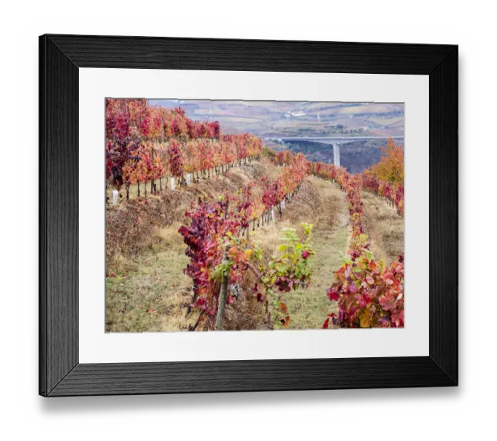 Framed Print : Portugal, Douro Valley. Vineyards in autumn, terraced on hillsides above the Douro River Framed Print : Portugal, Douro Valley. Vineyards in autumn, terraced on hillsides above the Douro River