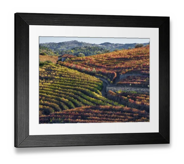 Framed Print : Portugal, Douro Valley. Vineyards in autumn, terraced on hillsides above the Douro River Framed Print : Portugal, Douro Valley. Vineyards in autumn, terraced on hillsides above the Douro River