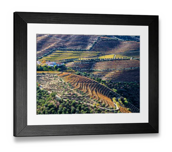 Framed Print : Portugal, Douro Valley. Vineyards in autumn, terraced on hillsides above the Douro River