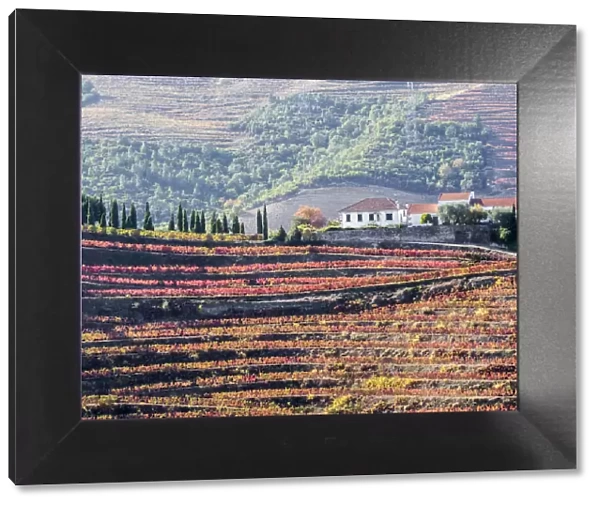 Portugal, Douro Valley. A home above the vineyards in autumn on terraced hillsides