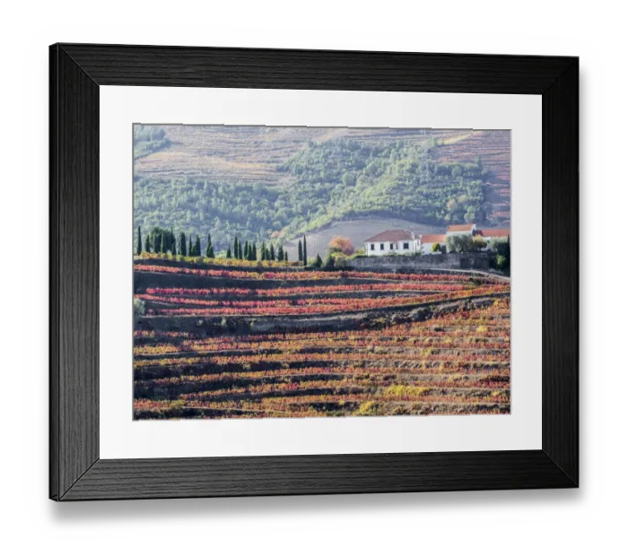 Framed Print : Portugal, Douro Valley. A home above the vineyards in autumn on terraced hillsides Framed Print : Portugal, Douro Valley. A home above the vineyards in autumn on terraced hillsides