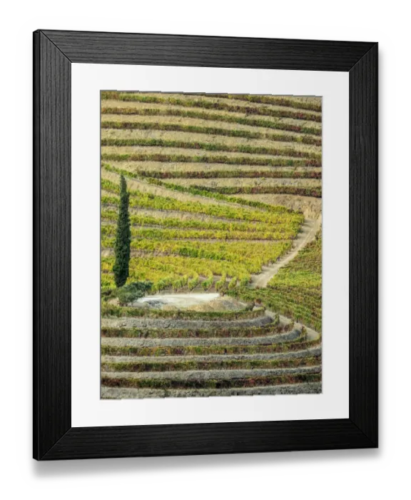 Framed Print : Portugal, Douro Valley. Vineyards in autumn, terraced on hillsides above the Douro River Framed Print : Portugal, Douro Valley. Vineyards in autumn, terraced on hillsides above the Douro River