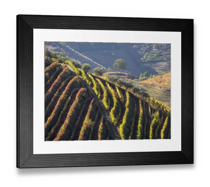 Framed Print : Portugal, Douro Valley. Vineyards in autumn, terraced on hillsides above the Douro River