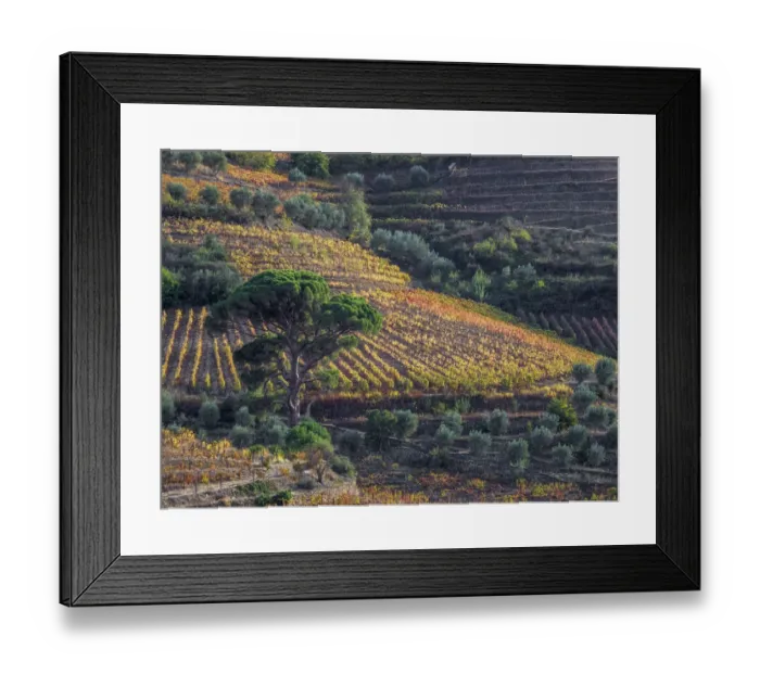 Framed Print : Portugal, Douro Valley. Vineyards in autumn, terraced on hillsides above the Douro River Framed Print : Portugal, Douro Valley. Vineyards in autumn, terraced on hillsides above the Douro River