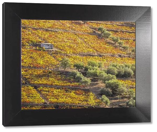 Portugal, Douro Valley. Vineyards in autumn, terraced on hillsides above the Douro River