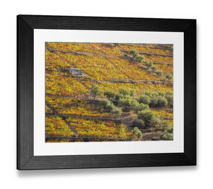 Framed Print : Portugal, Douro Valley. Vineyards in autumn, terraced on hillsides above the Douro River Framed Print : Portugal, Douro Valley. Vineyards in autumn, terraced on hillsides above the Douro River