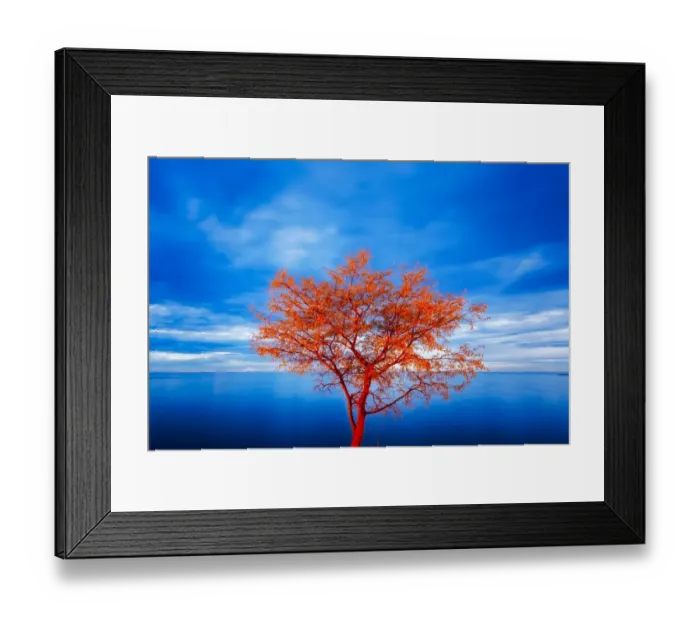 Framed Print : Europe, Croatia, Rovinj. tree at blue hour Credit as: Jim Nilsen  /  Jaynes Gallery  /  DanitaDelimont