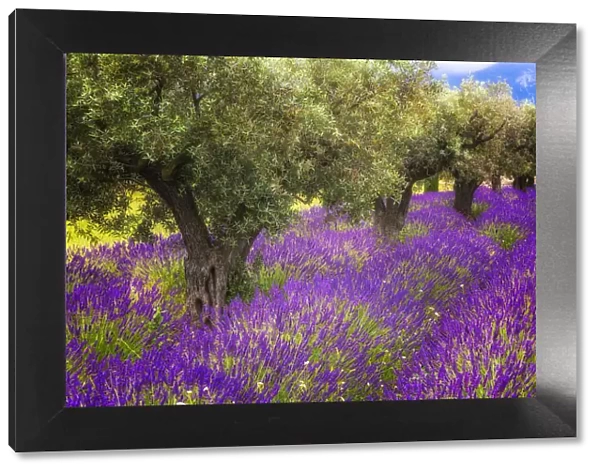 Europe, France, Provence, Luberon. Lavender and olive trees