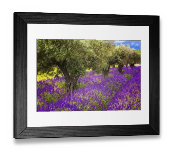 Framed Print : Europe, France, Provence, Luberon. Lavender and olive trees