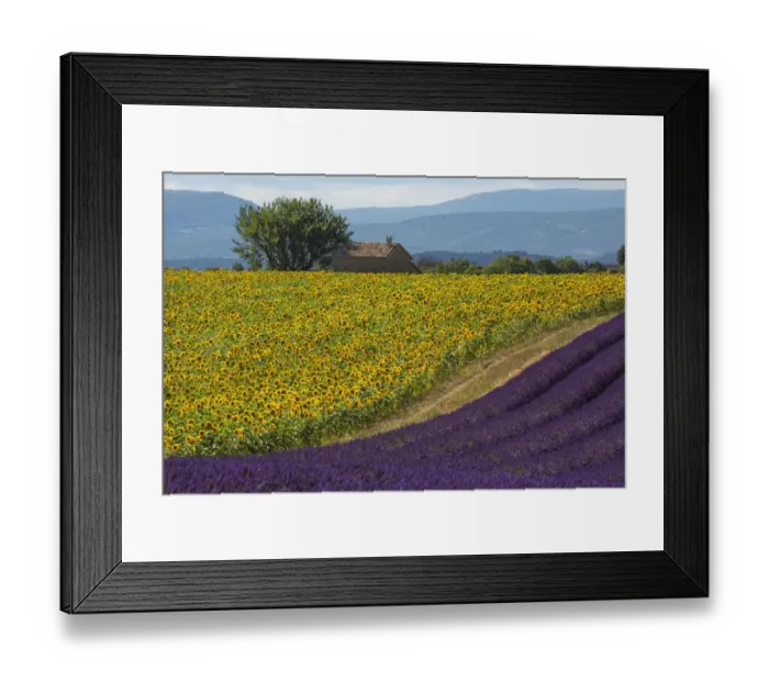 Framed Print : Europe, France, Provence. Lavender field in the Valensole Plateau