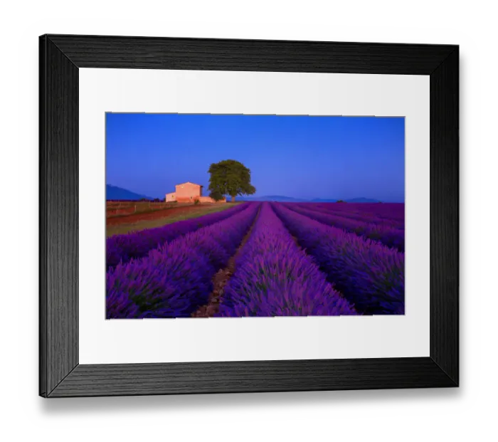 Framed Print : Europe, France, Provence. Lavender field in the Valensole Plateau
