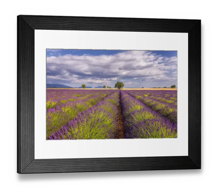 Framed Print : Europe, France, Provence. Lavender field in the Valensole Plateau Framed Print : Europe, France, Provence. Lavender field in the Valensole Plateau