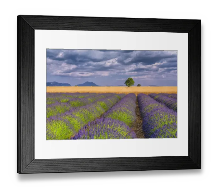 Framed Print : Europe, France, Provence. Lavender field in the Valensole Plateau Framed Print : Europe, France, Provence. Lavender field in the Valensole Plateau