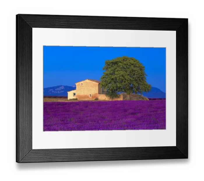 Framed Print : Europe, France, Provence. Lavender field in the Valensole Plateau Framed Print : Europe, France, Provence. Lavender field in the Valensole Plateau