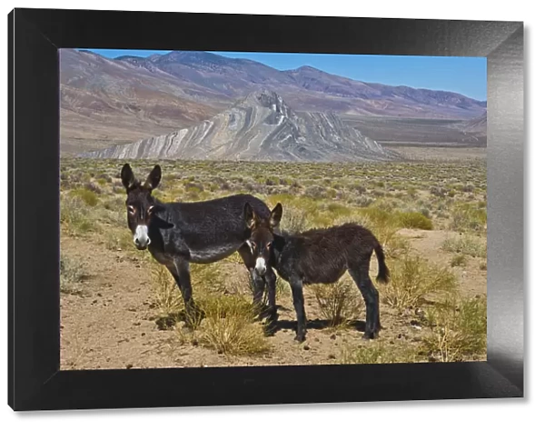 USA, California, Death Valley National Park, Butte Valley Road, Wild Burros