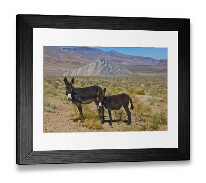 Framed Print : USA, California, Death Valley National Park, Butte Valley Road, Wild Burros