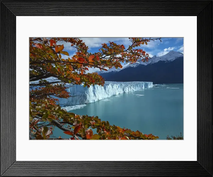 Framed Print : Perito Moreno Glacier and lenga trees in autumn, Parque Nacional Los Glaciares, Patagonia Framed Print : Perito Moreno Glacier and lenga trees in autumn, Parque Nacional Los Glaciares, Patagonia