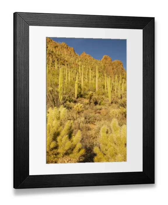 Framed Print : USA, Arizona, Tucson Mountain Park. Sonoran Desert landscape Framed Print : USA, Arizona, Tucson Mountain Park. Sonoran Desert landscape