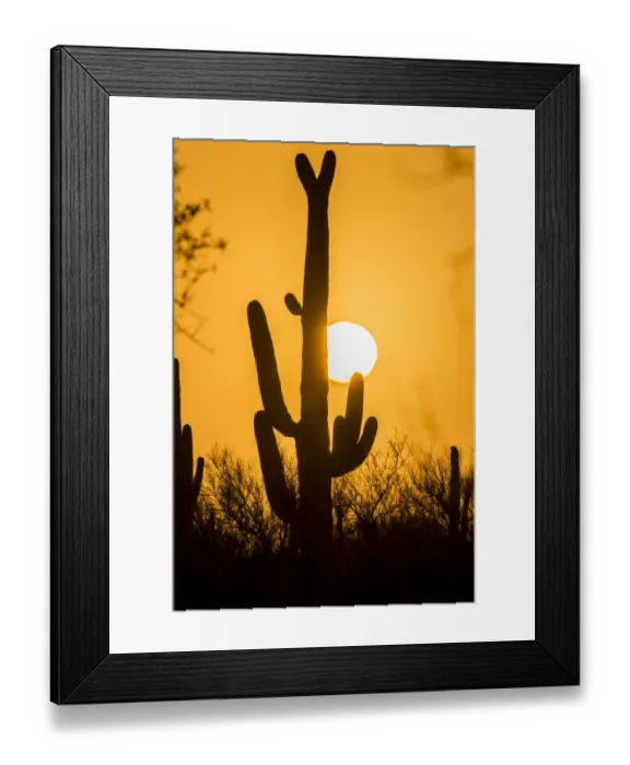 Framed Print : USA, Arizona, Saguaro National Park. Saguaro cactus at sunset Framed Print : USA, Arizona, Saguaro National Park. Saguaro cactus at sunset