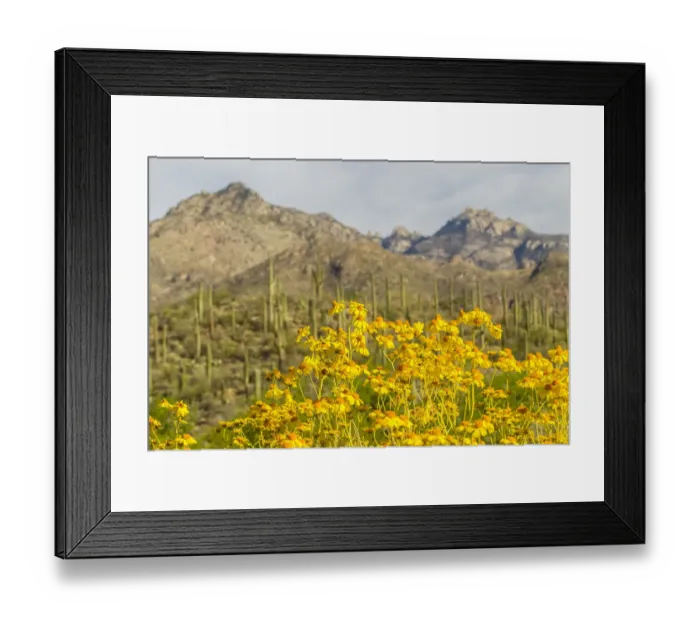 Framed Print : USA, Arizona, Sabino Canyon. Brittlebush blossoms and Catalina Mountains. Credit as Framed Print : USA, Arizona, Sabino Canyon. Brittlebush blossoms and Catalina Mountains. Credit as