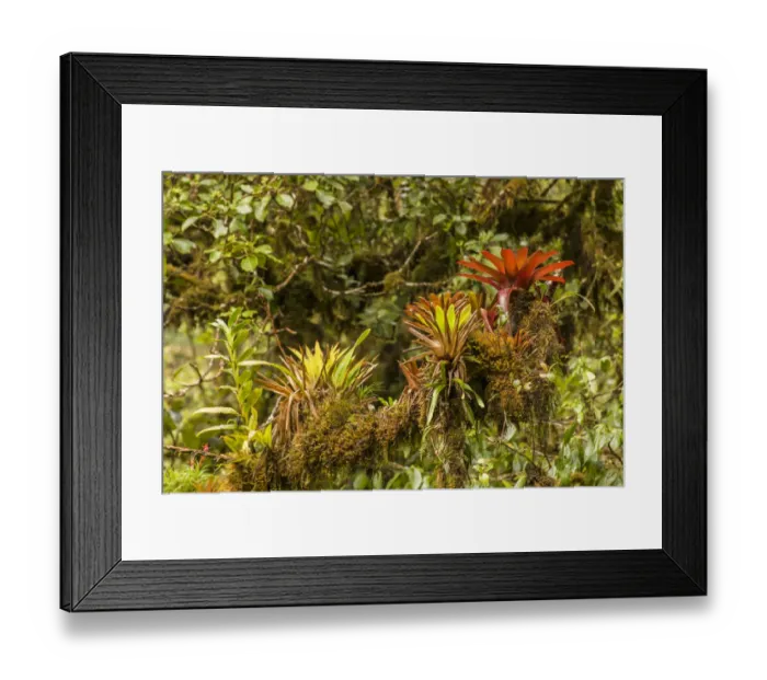Framed Print : Monteverde National Park, Costa Rica. Bromeliads, ferns and moss growing on a large tree limb Framed Print : Monteverde National Park, Costa Rica. Bromeliads, ferns and moss growing on a large tree limb