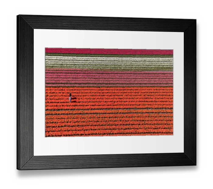 Framed Print : Aerial view of the tulip fields in North Holland, Netherlands Framed Print : Aerial view of the tulip fields in North Holland, Netherlands