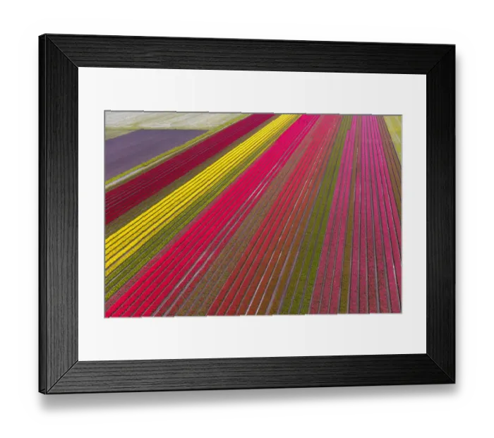 Framed Print : Aerial view of the tulip fields in North Holland, Netherlands Framed Print : Aerial view of the tulip fields in North Holland, Netherlands