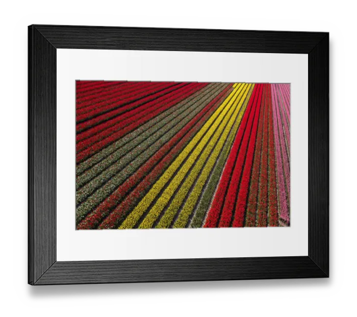 Framed Print : Aerial view of the tulip fields in North Holland, Netherlands