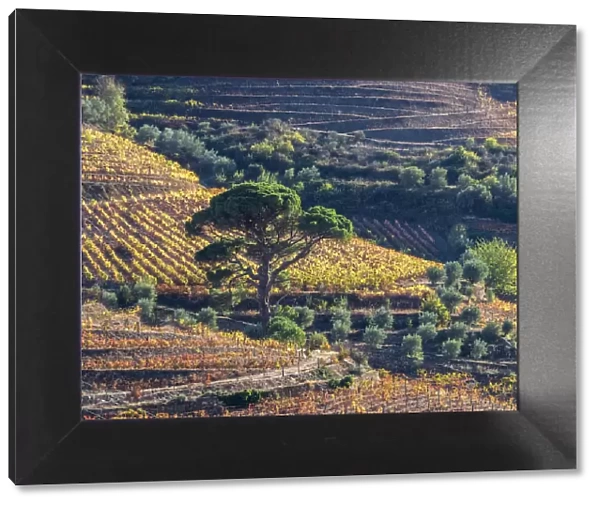 Europe, Portugal, Douro Valley. The vineyards in autumn on terraced hillside