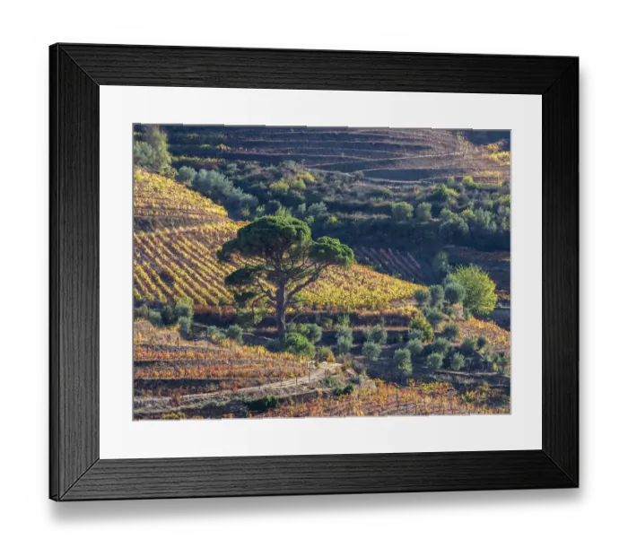 Framed Print : Europe, Portugal, Douro Valley. The vineyards in autumn on terraced hillside