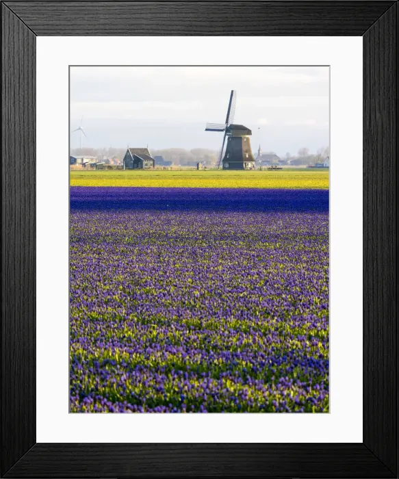 Framed Print : Tulip fields with traditional Dutch windmill Framed Print : Tulip fields with traditional Dutch windmill