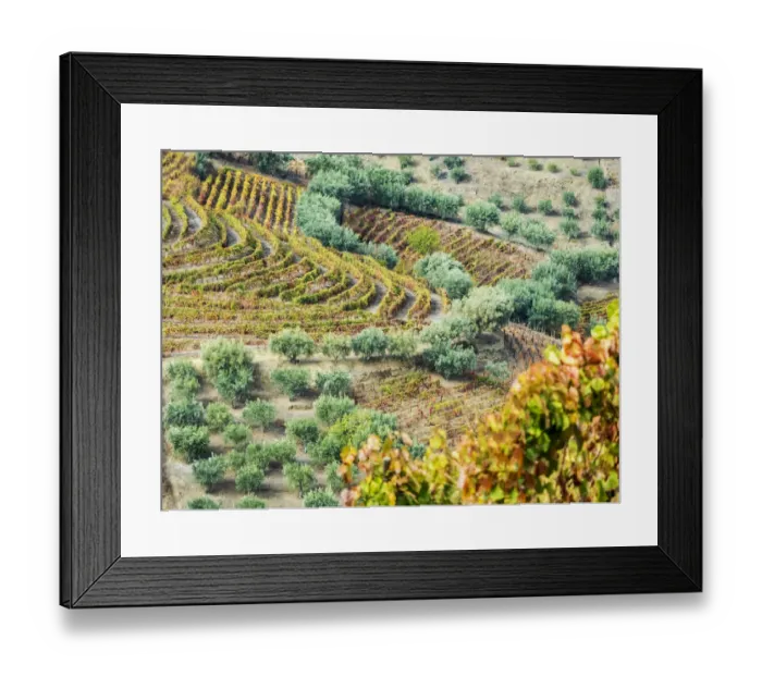 Framed Print : Europe, Portugal, Douro Valley. The vineyards in autumn on terraced hillside Framed Print : Europe, Portugal, Douro Valley. The vineyards in autumn on terraced hillside