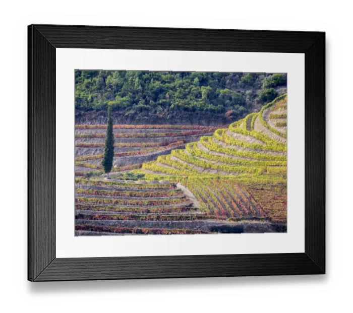 Framed Print : Europe, Portugal, Douro Valley. The vineyards in autumn on terraced hillside Framed Print : Europe, Portugal, Douro Valley. The vineyards in autumn on terraced hillside
