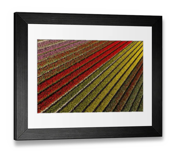 Framed Print : Aerial view of the tulip fields in North Holland, Netherlands