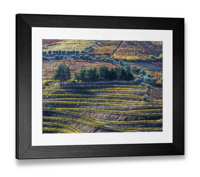 Framed Print : Europe, Portugal, Douro Valley. The vineyards in autumn on terraced hillside Framed Print : Europe, Portugal, Douro Valley. The vineyards in autumn on terraced hillside