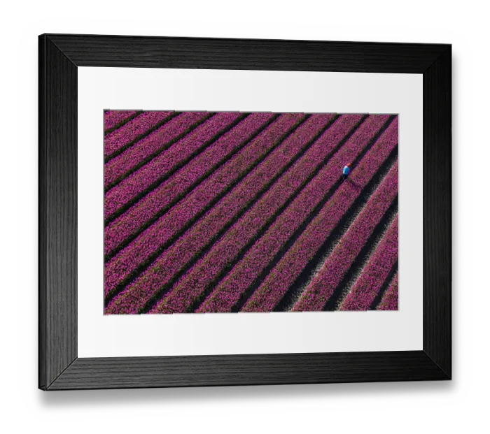 Framed Print : Aerial view of the tulip fields in North Holland, Netherlands Framed Print : Aerial view of the tulip fields in North Holland, Netherlands