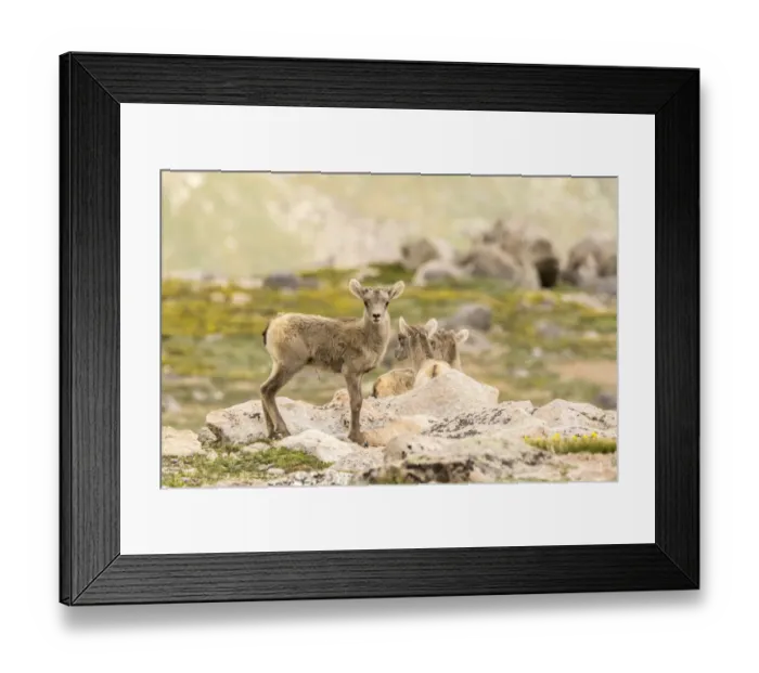 Framed Print : USA, Colorado, Mt. Evans. Bighorn sheep lambs