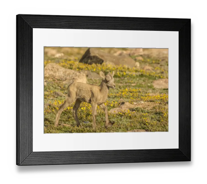 Framed Print : USA, Colorado, Mt. Evans. Bighorn sheep lamb