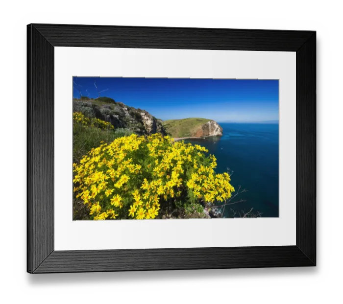 Framed Print : Giant Coreopsis above Scorpion Cove, Santa Cruz Island, Channel Islands National Park Framed Print : Giant Coreopsis above Scorpion Cove, Santa Cruz Island, Channel Islands National Park