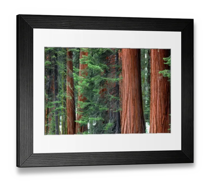 Framed Print : Giant Sequoias amid young pines in the Giant Forest, Sequoia National Park, California, USA Framed Print : Giant Sequoias amid young pines in the Giant Forest, Sequoia National Park, California, USA