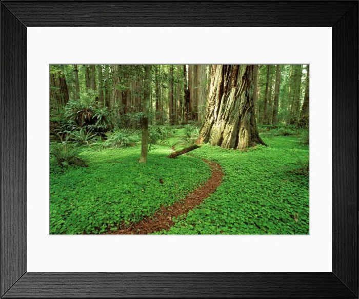 Framed Print : Trail through sorrel and old growth Redwoods in the Stout Grove, Jedediah Smith Redwoods State Park