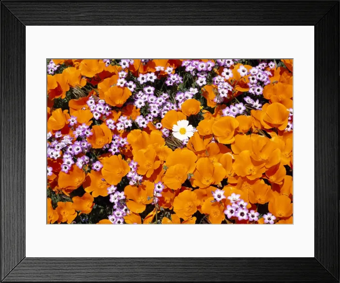 Framed Print : California Poppies, Davy Gilia, and White Woolly Daisy, Antelope Valley, California, USA Framed Print : California Poppies, Davy Gilia, and White Woolly Daisy, Antelope Valley, California, USA